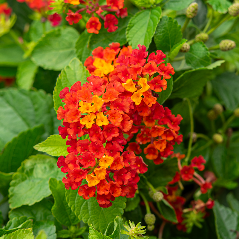Lantana 'Hot Blooded' 6"
