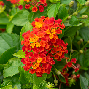 Lantana 'Hot Blooded' 6"