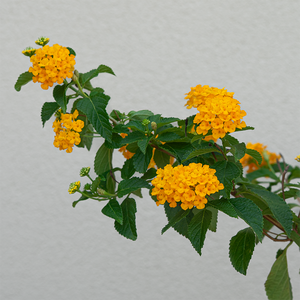 Lantana 'Trailing Gold' 6"