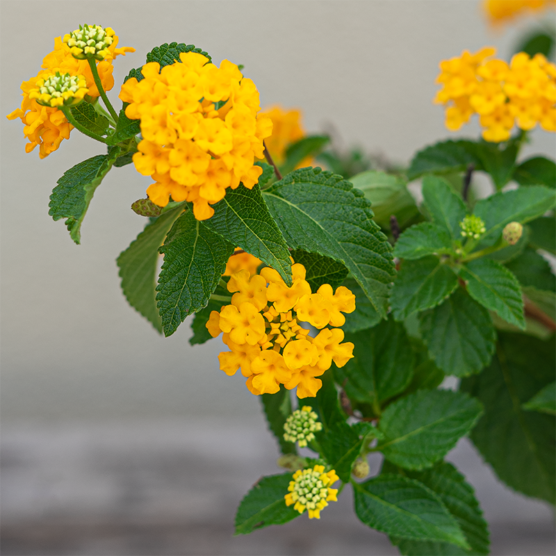 Lantana 'Trailing Gold' 6"
