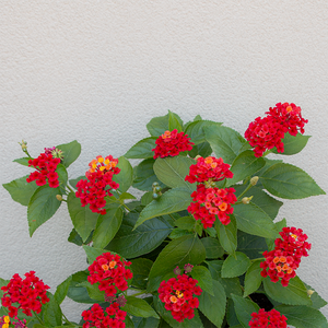 Lantana 'Trailing Red' 6"