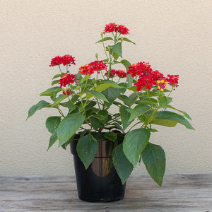 Lantana 'Trailing Red' 6"