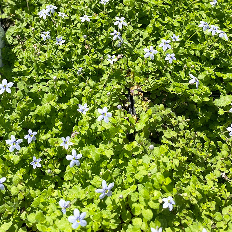 Laurentia fluviatilis Q01