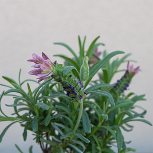 Lavandula sto 'Primavera' 4"R