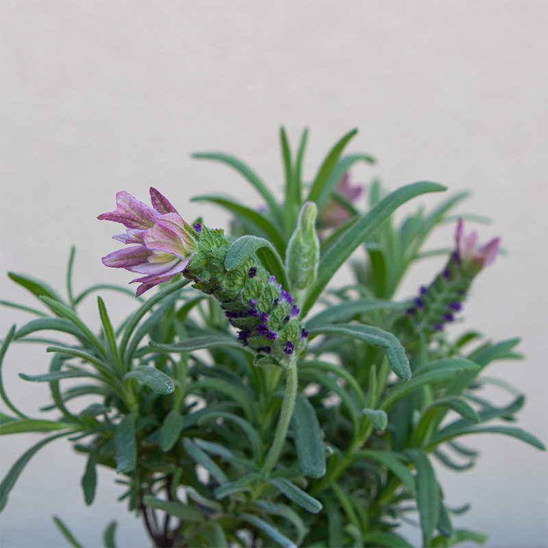 Lavandula sto 'Primavera' 4"R