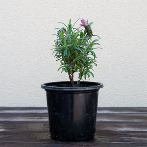 Lavandula sto 'Primavera' 4"R
