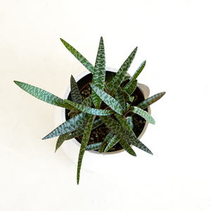 Ledebouria Silver Squill 4"