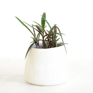 Ledebouria Silver Squill 4"