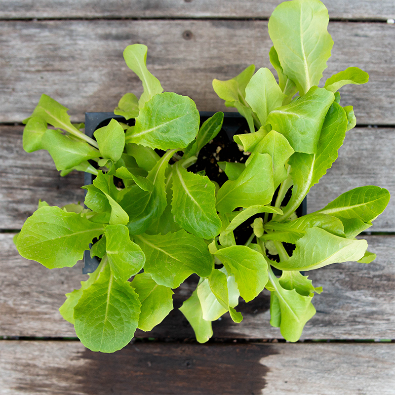 Lettuce 'Buttercrunch' 6 Pack