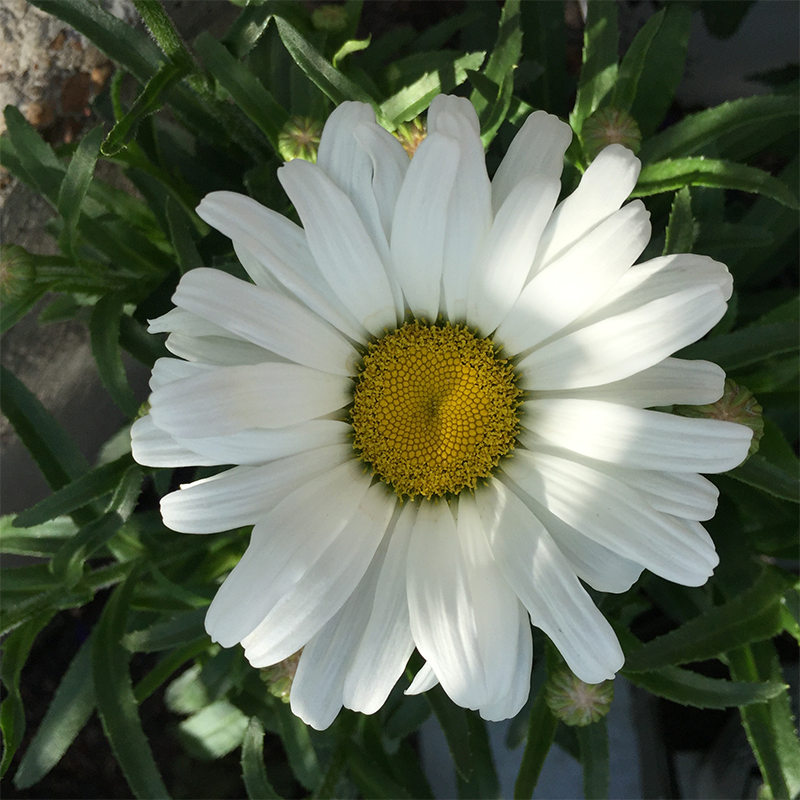 Leucanthemum 'Daisy Duke' G01