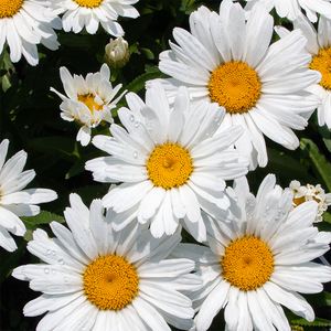 Leucanthemum 'Daisy Duke' G01