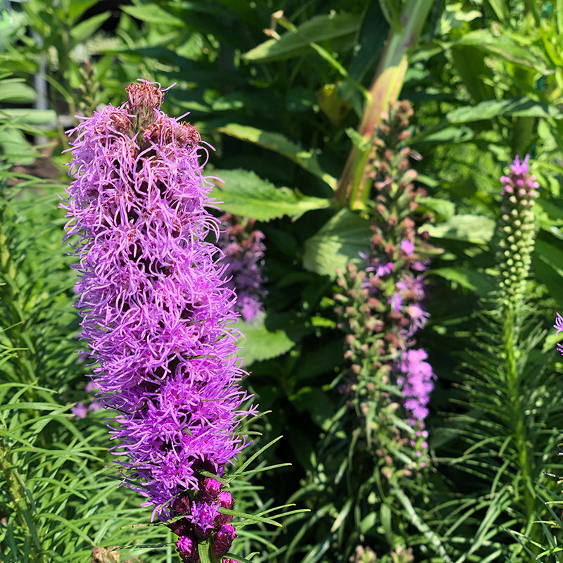 Liatris spic 'Kobold' G01
