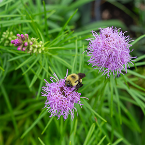 Liatris spic 'Kobold' G01