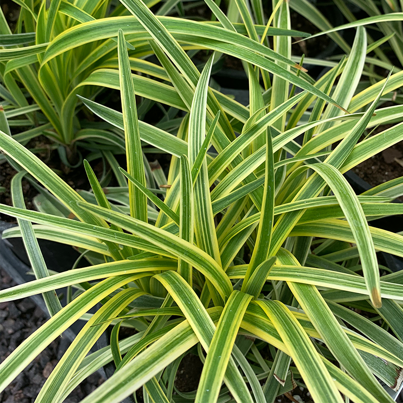 Liriope mus 'Silvery Sunproof' G01