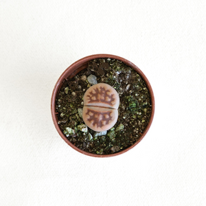 Lithops 2"