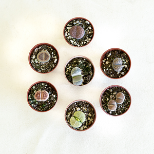 Lithops 2"