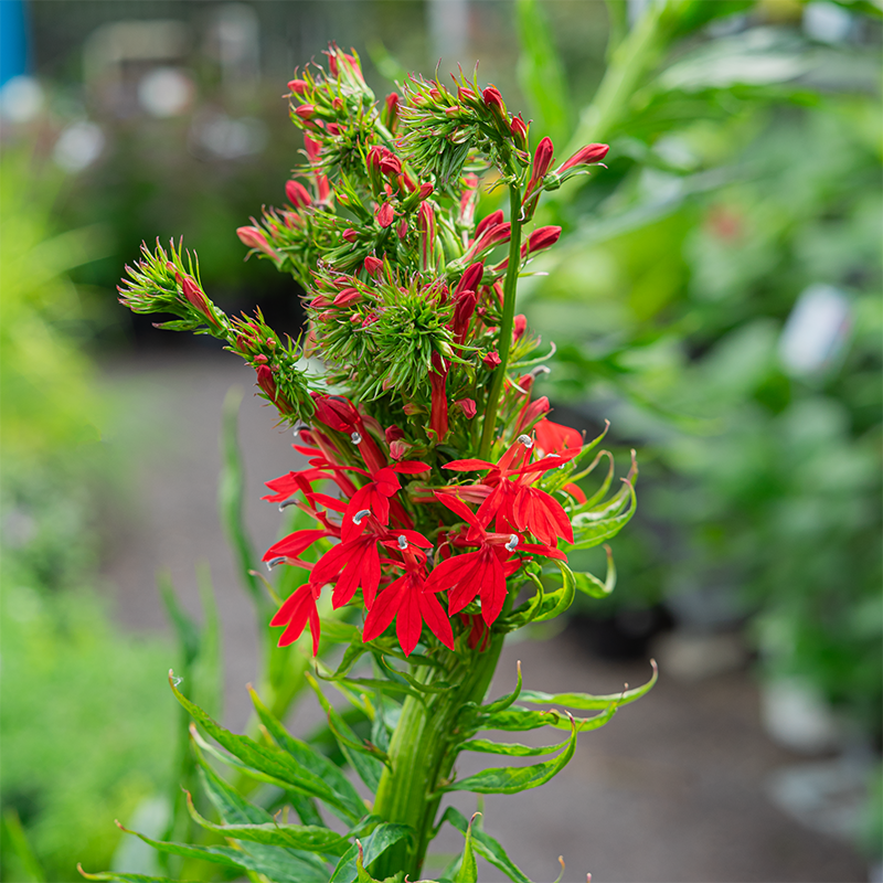 Lobelia cardinalis G01
