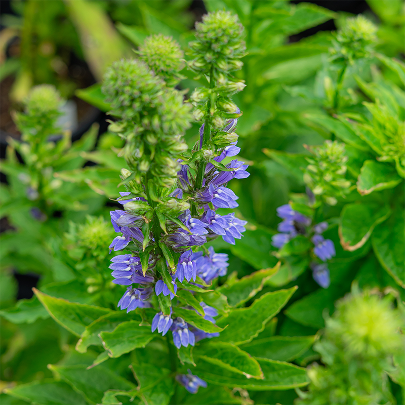 Lobelia siphilitica G01