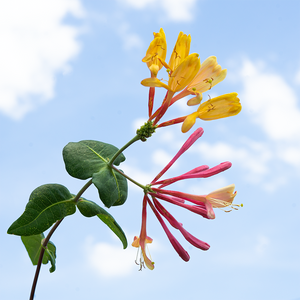 Lonicera 'Goldflame' #1 Teepee