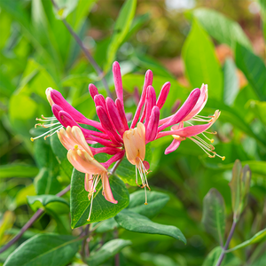 Lonicera 'Goldflame' #1 Teepee