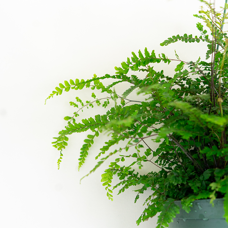 Maidenhair Fern 6" Hanging Basket