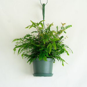 Maidenhair Fern 6" Hanging Basket