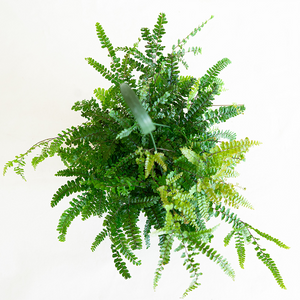 Maidenhair Fern 6" Hanging Basket