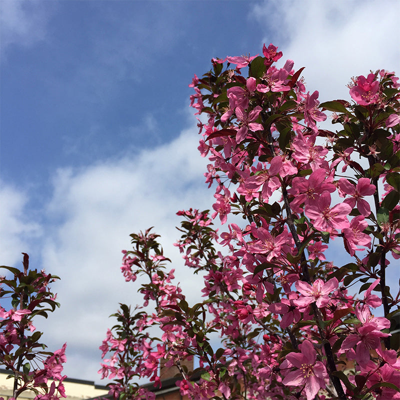 Malus 'Prairifire'