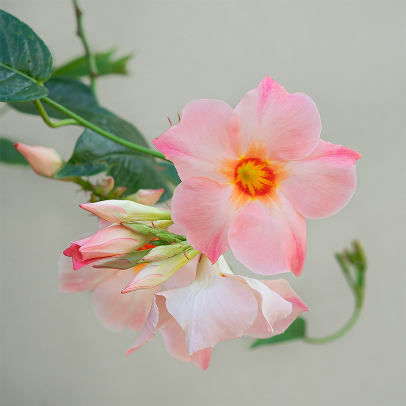 Mandevilla Peach 10" Trellis