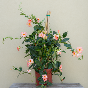 Mandevilla Peach 10" Trellis