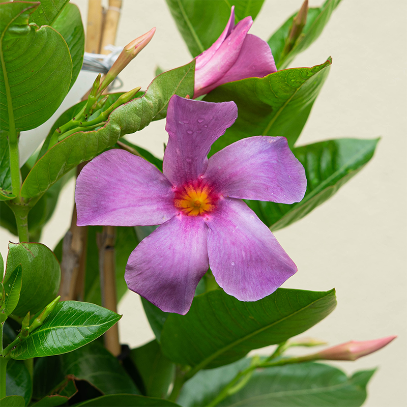 Mandevilla 'Bluephoria' #1 Teepee