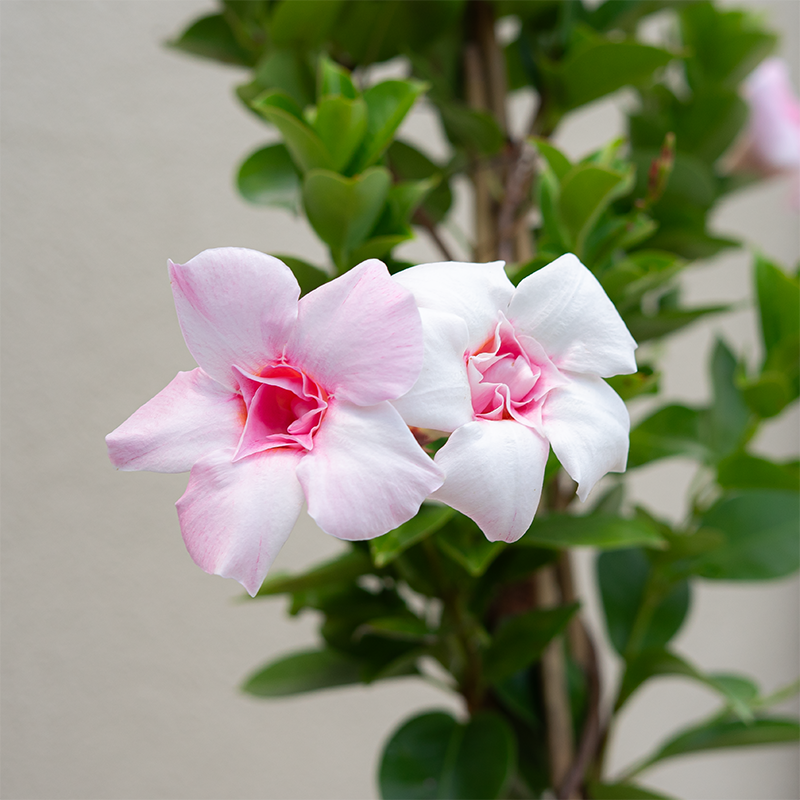 Mandevilla 'Double Pink Blush' #1 Teepee