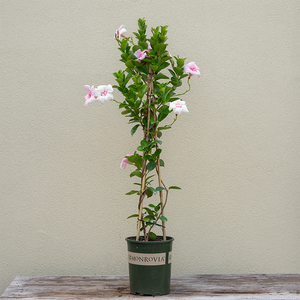 Mandevilla 'Double Pink Blush' #1 Teepee