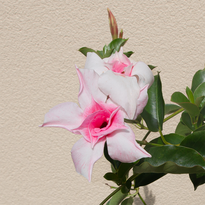 Mandevilla 'Double Pink Blush' #2 Teepee