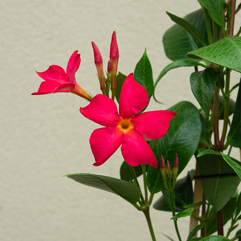 Mandevilla 'FiredUp Coral' #1 Teepee