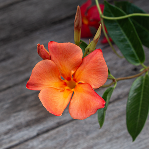 Mandevilla 'FiredUp Orange' #2
