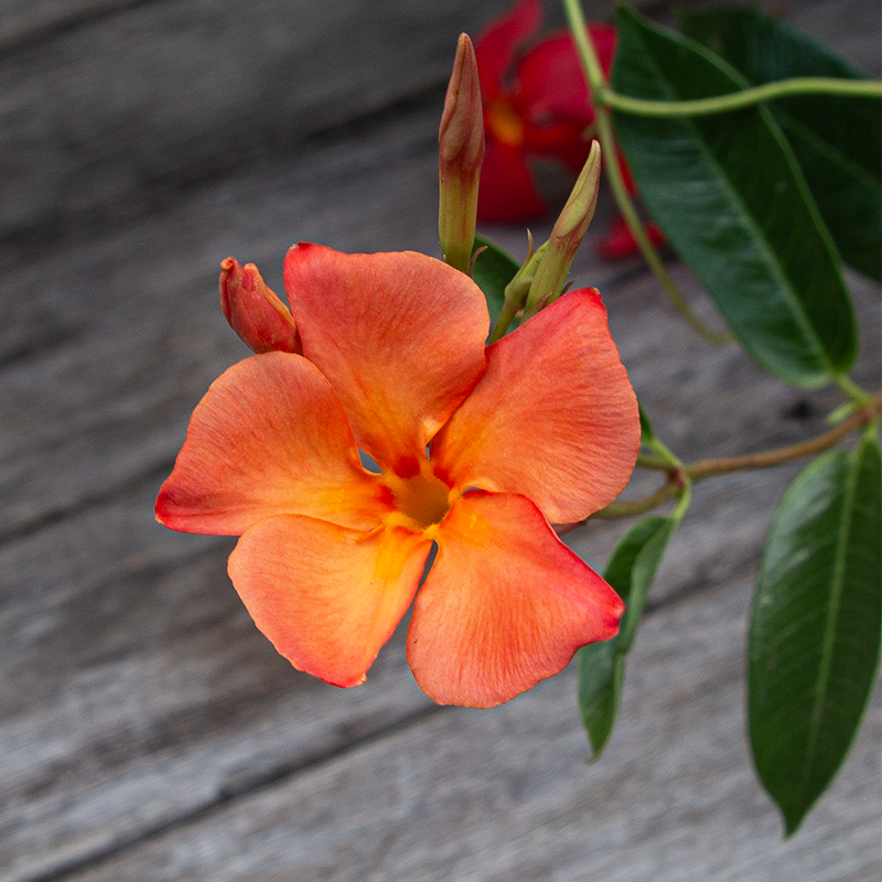 Mandevilla 'FiredUp Orange' #2
