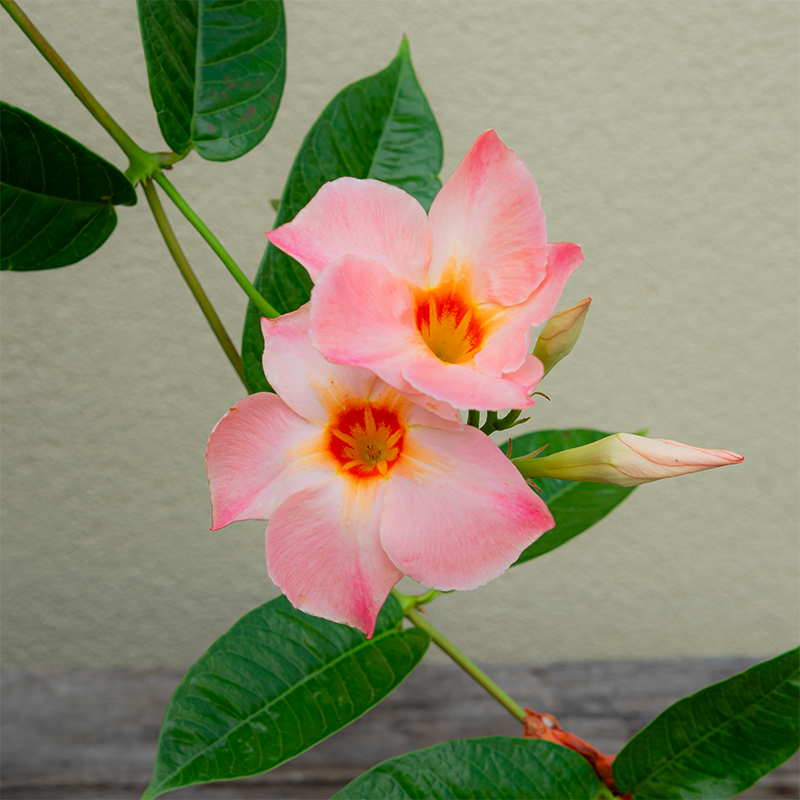 Mandevilla 'Peach Sunrise' #1 Teepee