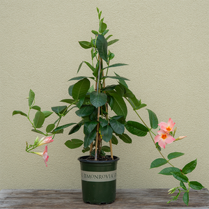 Mandevilla 'Peach Sunrise' #1 Teepee