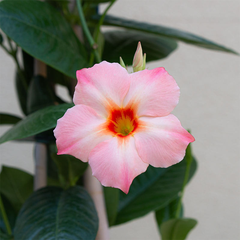 Mandevilla 'Peach Sunrise' #2 Teepee