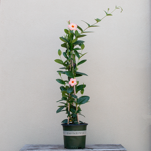 Mandevilla 'Peach Sunrise' #2 Teepee