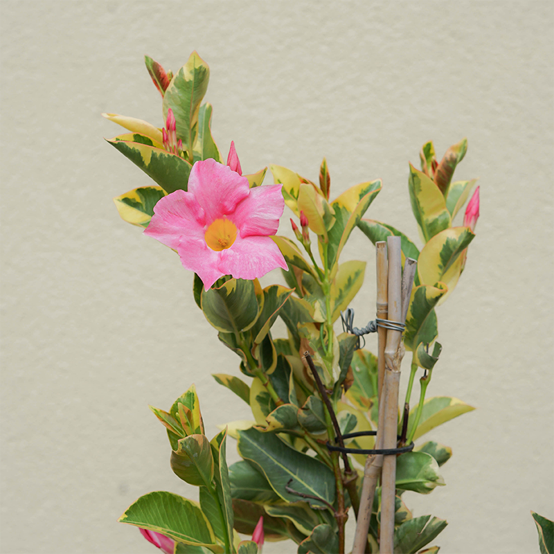 Mandevilla 'Strawberry Lemonade' #1 Teepee