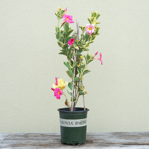 Mandevilla 'Strawberry Lemonade' #1 Teepee