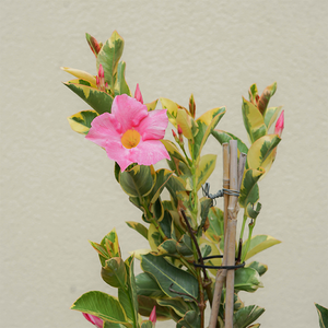 Mandevilla 'Strawberry Lemonade' #1 Teepee