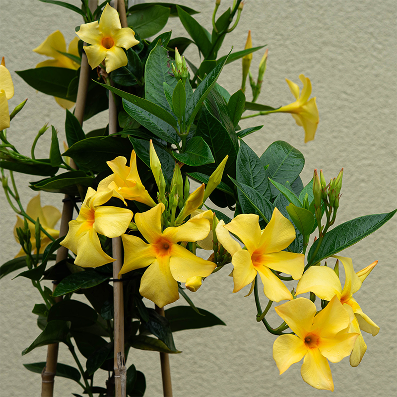 Mandevilla 'Sunbeam' #1 Teepee