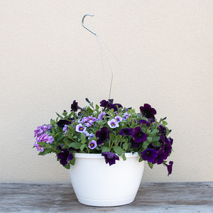 Mandy's Summer Night 10" Hanging Basket