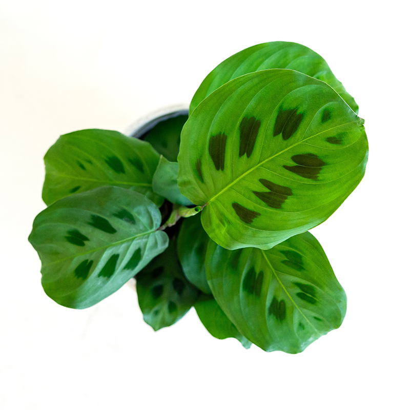 Maranta 3.5"