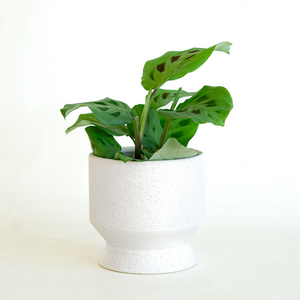Maranta 3.5"