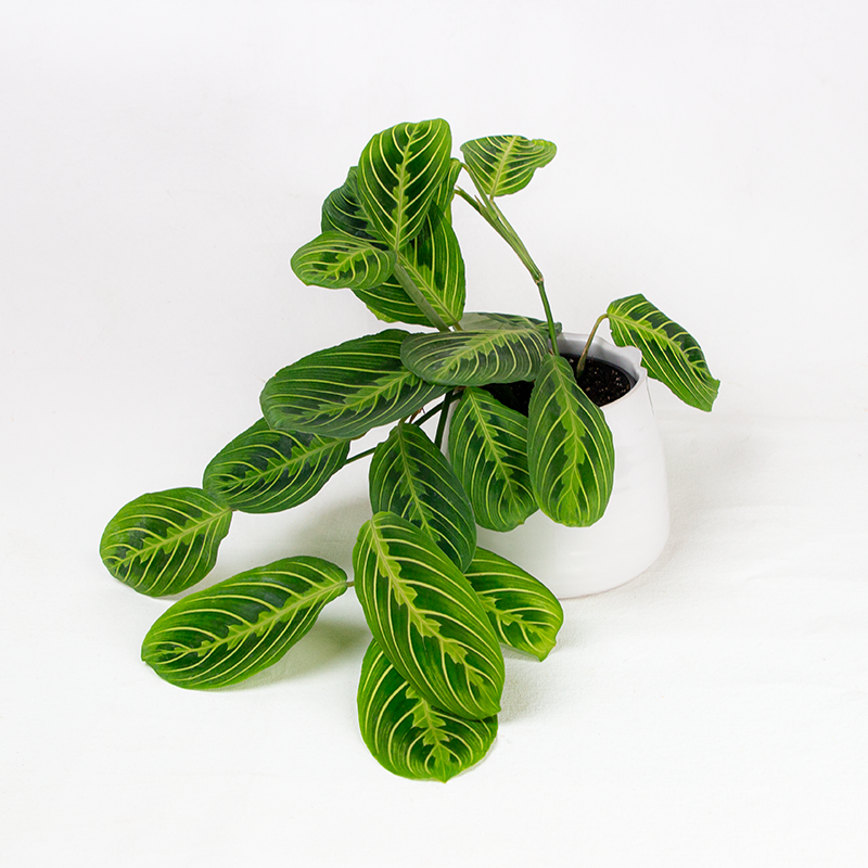 Maranta 'Lemon Lime' 4"