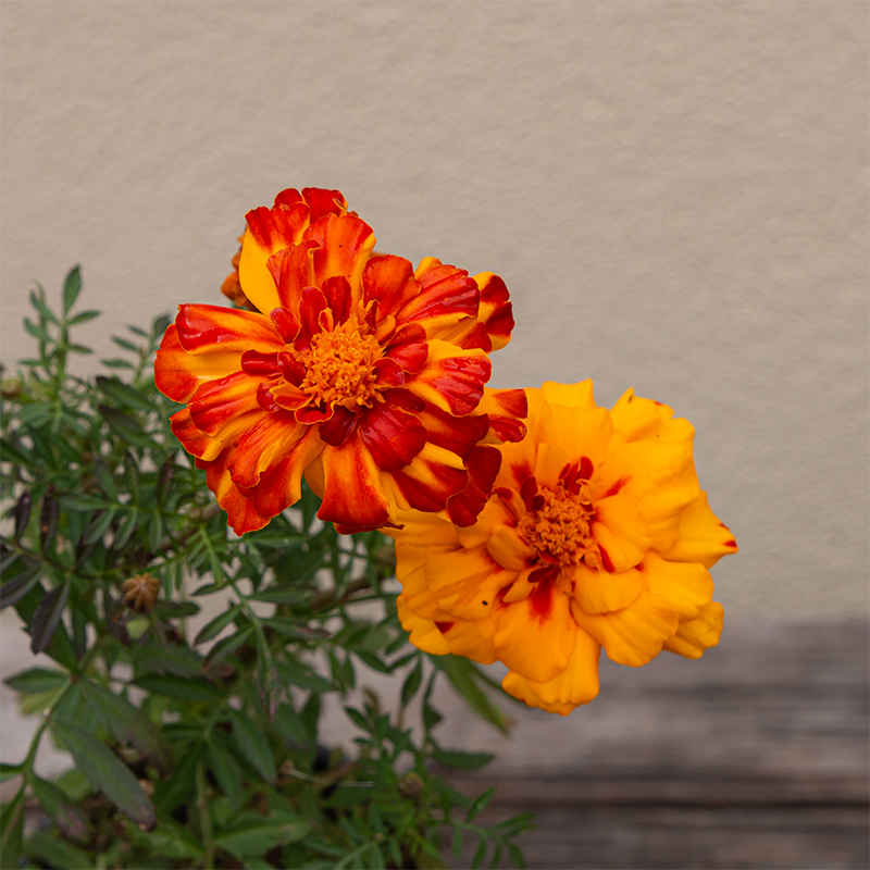 Marigold Bolero 4"
